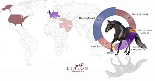 Etalon Diagnostics Horse DNA Test, Genetic Testing Plus Ancestry (65+ Traits) - Identify Equine Breed Composition & DNA - Test for Coat Color, Diseases, Abilities - MiniPanel Plus + Ancestry