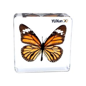 cherish xt real insect butterfly specimen paperweight animal taxidermy collection display sciecne classroom specimen for science education (butterfly 4)