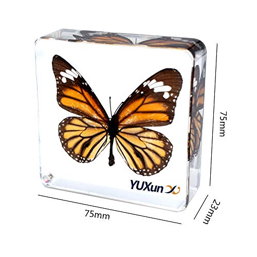 Cherish XT Real Insect Butterfly Specimen Paperweight Animal Taxidermy Collection Display Sciecne Classroom Specimen for Science Education (Butterfly 4)