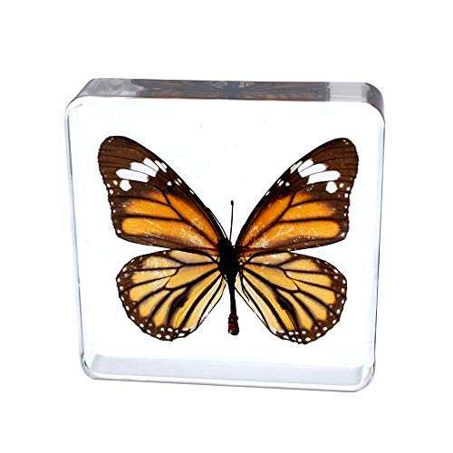 Cherish XT Real Insect Butterfly Specimen Paperweight Animal Taxidermy Collection Display Sciecne Classroom Specimen for Science Education (Butterfly 4)