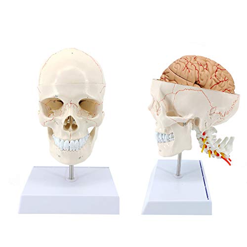 Altratech Human Skull Model Life-Size with Brain Removable Skullcap Professional Grade Anatomical Skull Model for Science Education, with Base (Life-Size with Base)