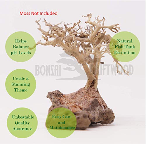 Bonsai Driftwood Mini Aquarium Tree BS (3.5 Inch Height) Natural, Handcrafted Fish Tank Decoration | Easy to Install