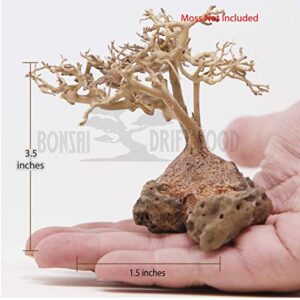 Bonsai Driftwood Mini Aquarium Tree BS (3.5 Inch Height) Natural, Handcrafted Fish Tank Decoration | Easy to Install