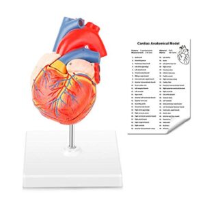 miirr human heart model, 2-part life size heart model educational tool, 3d heart model anatomy, accurate numbered heart medical anatomy model with magnets on base