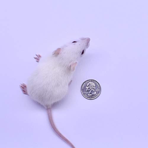 MiceDirect 15 Weanling Rats: Pack of Frozen Weanling Feeder Rats - Food for Corn Snakes, Ball Pythons, Lizards and Other Pet Reptiles - Freshest Snake Feed Supplies