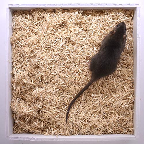 MiceDirect Rat Smalls Frozen Food for Adult Ball Pythons & Red Tail Boas Lizards Monitors (40 Count)