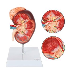 kidney anatomy model with adrenal gland, includes base, made by axis scientific