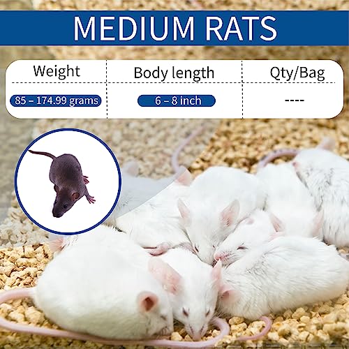 MiceDirect Frozen Rat Medium Feeder Snake Food for Adult Ball Python Monitor Lizard (20 Count)