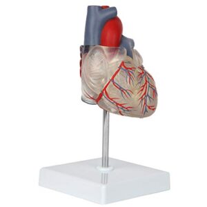 Axis Scientific Heart Model, Transparent 2-Part Deluxe Life Size Human Heart Replica, Held Together with Magnets, Includes Mounted Display Base,