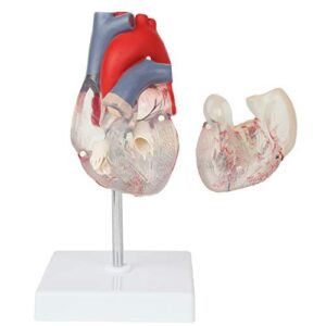 axis scientific heart model, transparent 2-part deluxe life size human heart replica, held together with magnets, includes mounted display base,