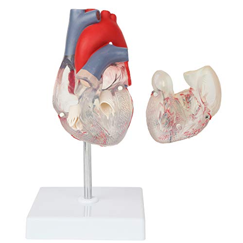 Axis Scientific Heart Model Transparent Part Deluxe Life Size Human Heart Replica Held