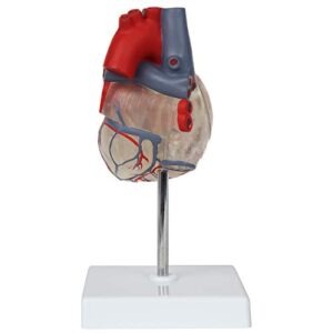 Axis Scientific Heart Model, Transparent 2-Part Deluxe Life Size Human Heart Replica, Held Together with Magnets, Includes Mounted Display Base,