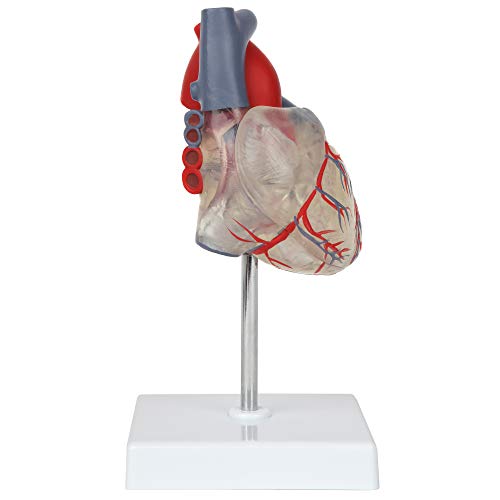 Axis Scientific Heart Model, Transparent 2-Part Deluxe Life Size Human Heart Replica, Held Together with Magnets, Includes Mounted Display Base,