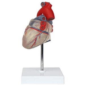 Axis Scientific Heart Model, Transparent 2-Part Deluxe Life Size Human Heart Replica, Held Together with Magnets, Includes Mounted Display Base,