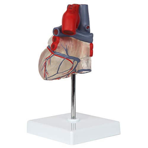 Axis Scientific Heart Model, Transparent 2-Part Deluxe Life Size Human Heart Replica, Held Together with Magnets, Includes Mounted Display Base,