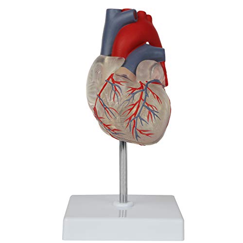 Axis Scientific Heart Model, Transparent 2-Part Deluxe Life Size Human Heart Replica, Held Together with Magnets, Includes Mounted Display Base,