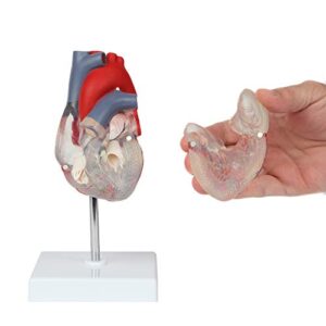 Axis Scientific Heart Model, Transparent 2-Part Deluxe Life Size Human Heart Replica, Held Together with Magnets, Includes Mounted Display Base,