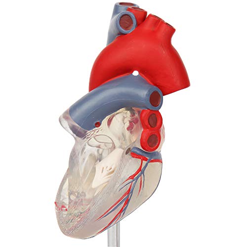 Axis Scientific Heart Model, Transparent 2-Part Deluxe Life Size Human Heart Replica, Held Together with Magnets, Includes Mounted Display Base,