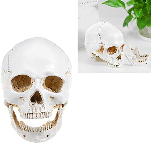 DOC.ROYAL Realistic 1:1 Retro Human Skull Model Life Size Anatomical Medical Teaching Skeleton Head