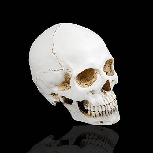 DOC.ROYAL Realistic 1:1 Retro Human Skull Model Life Size Anatomical Medical Teaching Skeleton Head