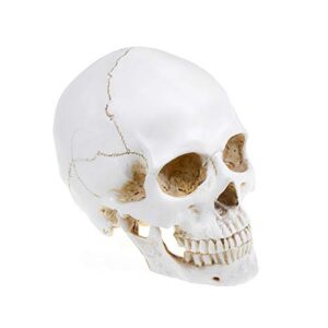 DOC.ROYAL Realistic 1:1 Retro Human Skull Model Life Size Anatomical Medical Teaching Skeleton Head