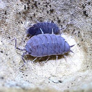 XYZReptiles Live Insects Powder Blue Isopods for Sale Cleanup Crew for Terrarium Reptile Bedding and Snake Bedding Porcellio pruinosus