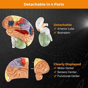 BEAMNOVA Human Brain Model 2 Times Life Size for Neuroscience Teaching with Labels Anatomy Model for Learning Science Classroom Study Display Medical Model