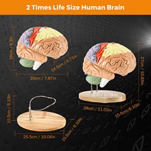 BEAMNOVA Human Brain Model 2 Times Life Size for Neuroscience Teaching with Labels Anatomy Model for Learning Science Classroom Study Display Medical Model