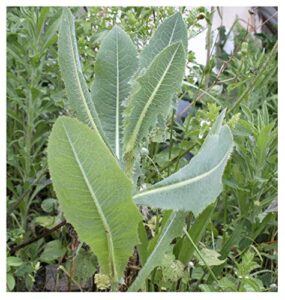 earthcare seeds wild lettuce 50 seeds (lactuca virosa) heirloom - non gmo - open pollinated