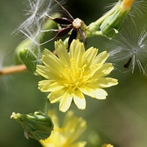 Earthcare Seeds Wild Lettuce 50 Seeds (Lactuca virosa) Heirloom - Non GMO - Open Pollinated