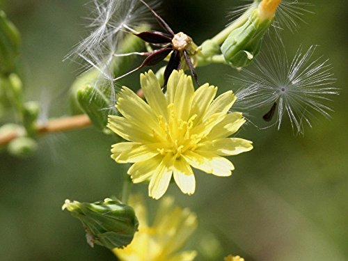 Earthcare Seeds Wild Lettuce 50 Seeds (Lactuca virosa) Heirloom - Non GMO - Open Pollinated