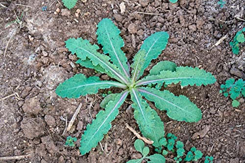 Earthcare Seeds Wild Lettuce 50 Seeds (Lactuca virosa) Heirloom - Non GMO - Open Pollinated