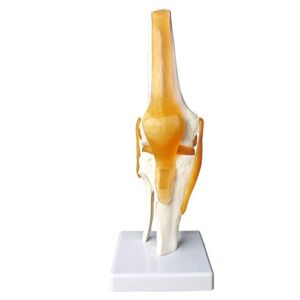 human functional knee joint model, with ligament, life size for medical teaching learning, clinic demonstration, kids learning education display tool