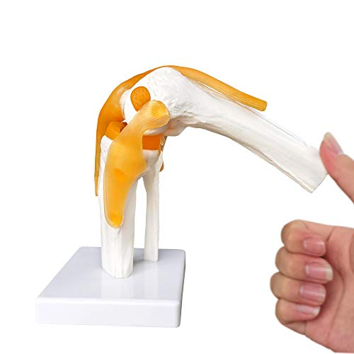 Human Functional Knee Joint Model, with Ligament, Life Size for Medical Teaching Learning, Clinic Demonstration, Kids Learning Education Display Tool