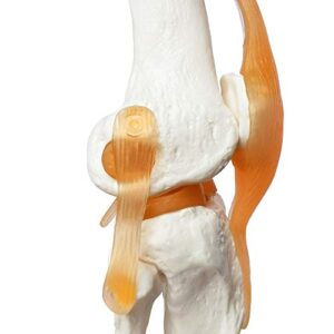 Human Functional Knee Joint Model, with Ligament, Life Size for Medical Teaching Learning, Clinic Demonstration, Kids Learning Education Display Tool