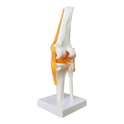 Human Functional Knee Joint Model, with Ligament, Life Size for Medical Teaching Learning, Clinic Demonstration, Kids Learning Education Display Tool