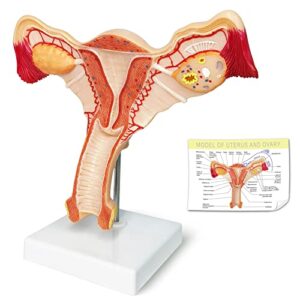 evotech human uterus and ovary model, 2022 newest female reproductive organ model, female genital organ, shows uterus, ovary, vagina, uterine medical teaching anatomical gynecology