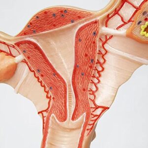 EVOTECH Human Uterus and Ovary Model, 2022 Newest Female Reproductive Organ Model, Female Genital Organ, Shows Uterus, Ovary, Vagina, Uterine Medical Teaching Anatomical Gynecology