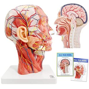 evotech human half head superficial neurovascular model with musculature, life size anatomical head model skull and brain for medical teaching learning, kids learning education display tool