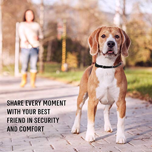 Active Pets Quick Release Dog Collar, Breathable Collar for Dogs, Boy Dog Collars, Girl Dog Collars, Dog Collars for Small Dogs, Large Dog Collar for Males & Females, Small Dog Collar for Puppies (S)