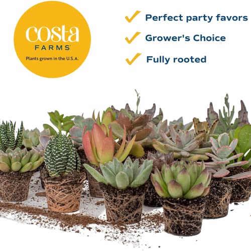 Costa Farms Succulents (5 Pack), Live Mini Succulent Plants, Grower's Choice Live Houseplants, Potted in Nursery Plant Pots, Potting Soil, Gift for Bulk Baby Shower, Bridal Shower, DIY Room Decor