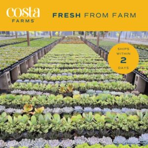 Costa Farms Succulents (5 Pack), Live Mini Succulent Plants, Grower's Choice Live Houseplants, Potted in Nursery Plant Pots, Potting Soil, Gift for Bulk Baby Shower, Bridal Shower, DIY Room Decor