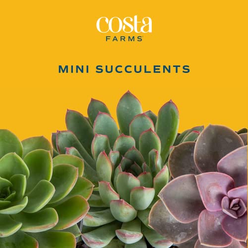 Costa Farms Succulents (5 Pack), Live Mini Succulent Plants, Grower's Choice Live Houseplants, Potted in Nursery Plant Pots, Potting Soil, Gift for Bulk Baby Shower, Bridal Shower, DIY Room Decor