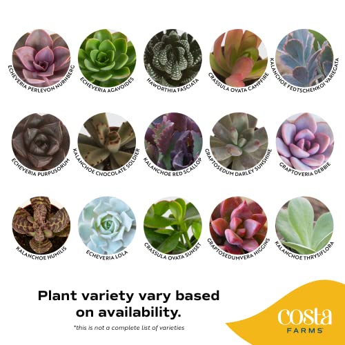 Costa Farms Succulents (5 Pack), Live Mini Succulent Plants, Grower's Choice Live Houseplants, Potted in Nursery Plant Pots, Potting Soil, Gift for Bulk Baby Shower, Bridal Shower, DIY Room Decor