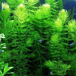 pokinbuy 2 get 1 free hornwort coontail live fish tank plants aquarium plant 09