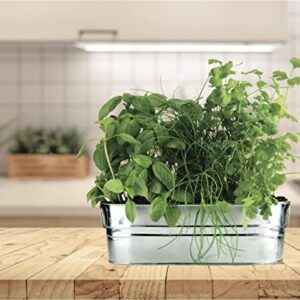 BUZZY Organic Windowsill Grow Kit | Kitchen Herbs: Basil, Cilantro, and Chives | Best Gardening Gifts, Favors, Parties, Events, Unique, and Fun | Growth Guaranteed