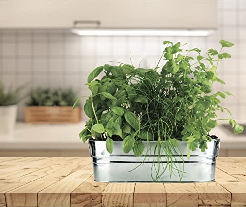 BUZZY Organic Windowsill Grow Kit | Kitchen Herbs: Basil, Cilantro, and Chives | Best Gardening Gifts, Favors, Parties, Events, Unique, and Fun | Growth Guaranteed