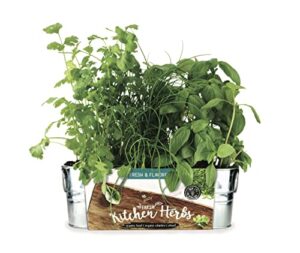buzzy organic windowsill grow kit | kitchen herbs: basil, cilantro, and chives | best gardening gifts, favors, parties, events, unique, and fun | growth guaranteed
