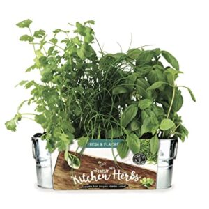 BUZZY Organic Windowsill Grow Kit | Kitchen Herbs: Basil, Cilantro, and Chives | Best Gardening Gifts, Favors, Parties, Events, Unique, and Fun | Growth Guaranteed