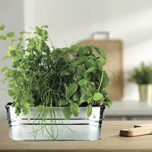 BUZZY Organic Windowsill Grow Kit | Kitchen Herbs: Basil, Cilantro, and Chives | Best Gardening Gifts, Favors, Parties, Events, Unique, and Fun | Growth Guaranteed